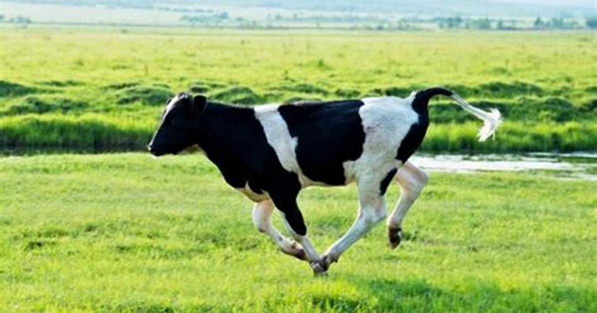 Why Do Cows Run Towards You?
