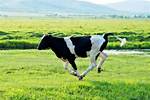 Why Do Cows Run Towards You?