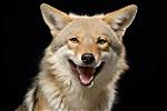 Why Do Coyotes Laugh?