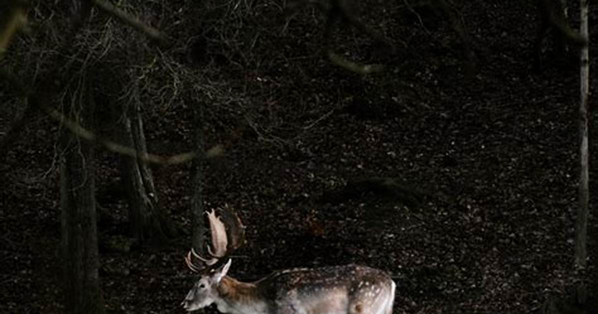 Why Do Deer Scream at Night?