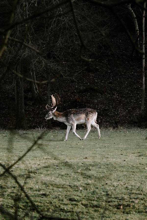 Why Do Deer Scream at Night?