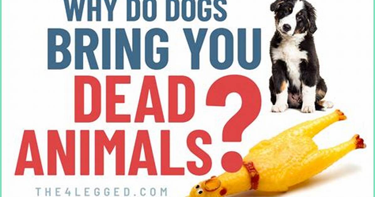 Why Do Dogs Eat Dead Owners?