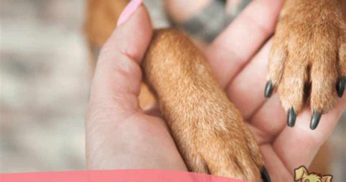 Why Do Dogs Put Their Paw on You When You're Petting Them?