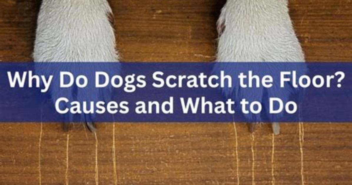 Why Do Dogs Scratch at the Floor Before They Lay Down?
