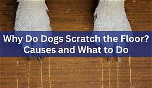 Why Do Dogs Scratch at the Floor Before They Lay Down?