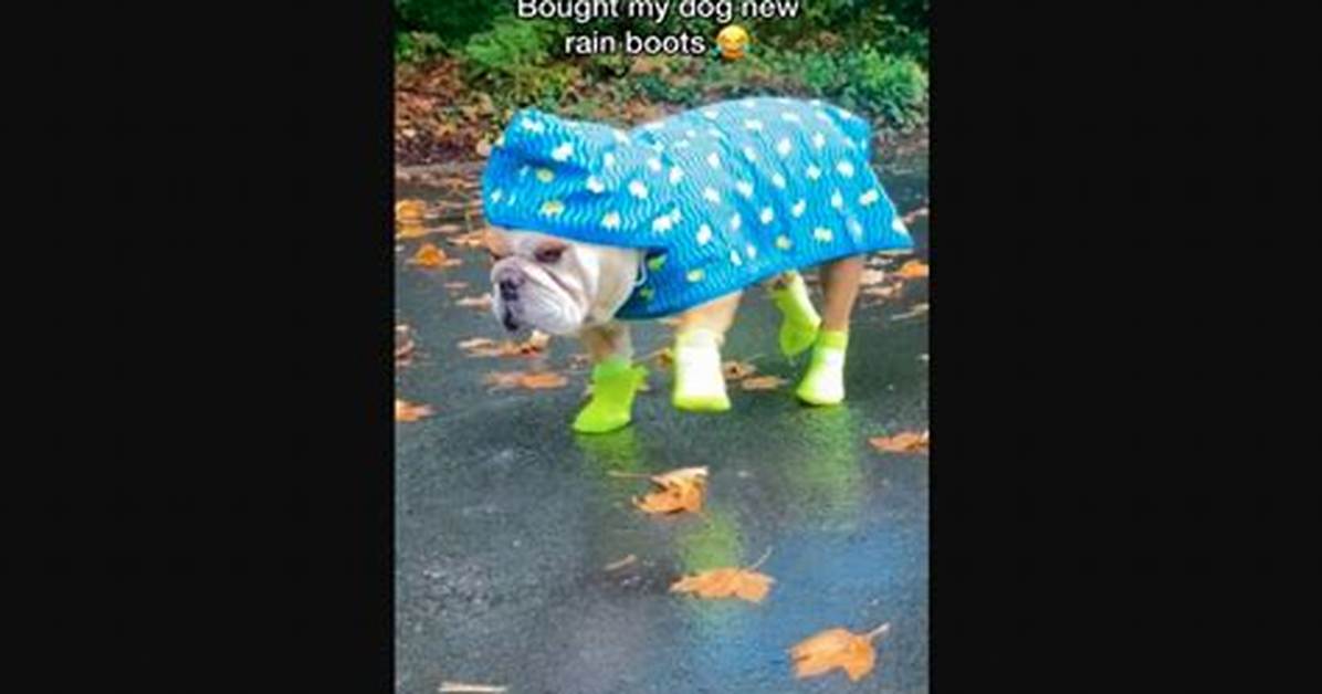 Why Do Dogs Walk Funny in Boots?