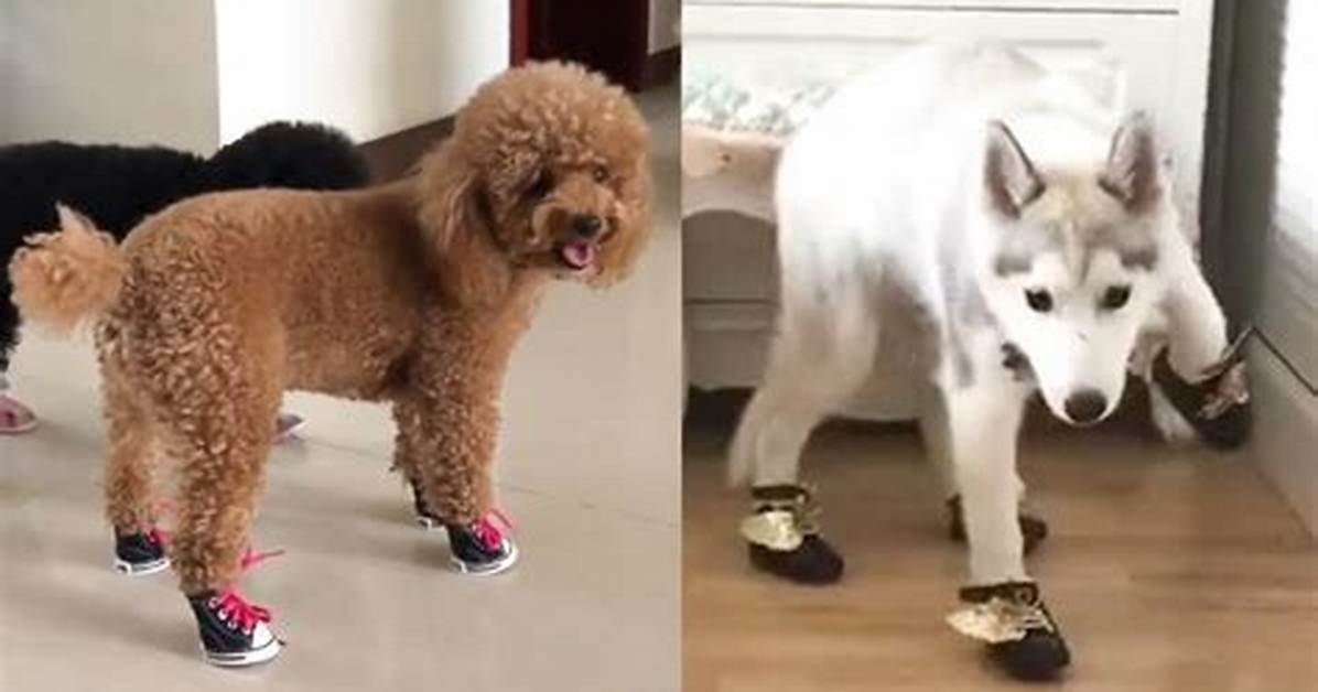 Why Do Dogs Walk Funny in Shoes?