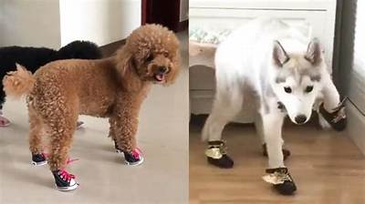 Why Do Dogs Walk Funny in Shoes?