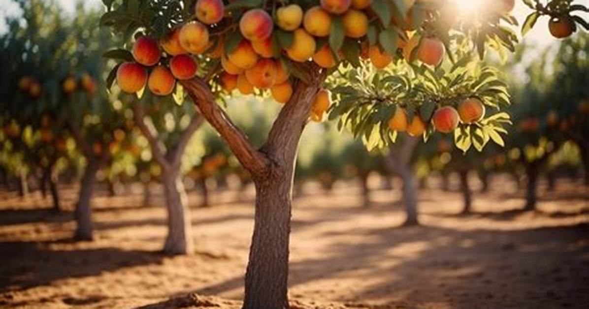 Why Do Fig Trees Make You Itch?