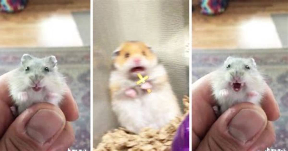 Why Do Hamsters Scream?