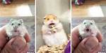 Why Do Hamsters Scream?