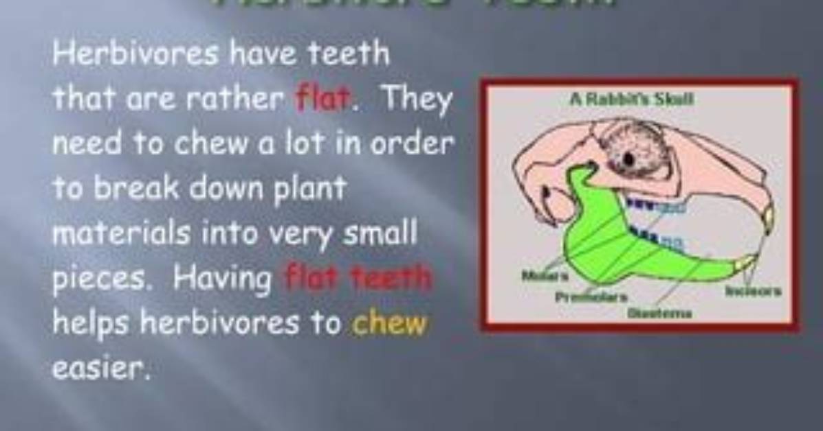 Why Do Herbivores Usually Have Large, Flat Teeth