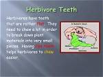Why Do Herbivores Usually Have Large, Flat Teeth