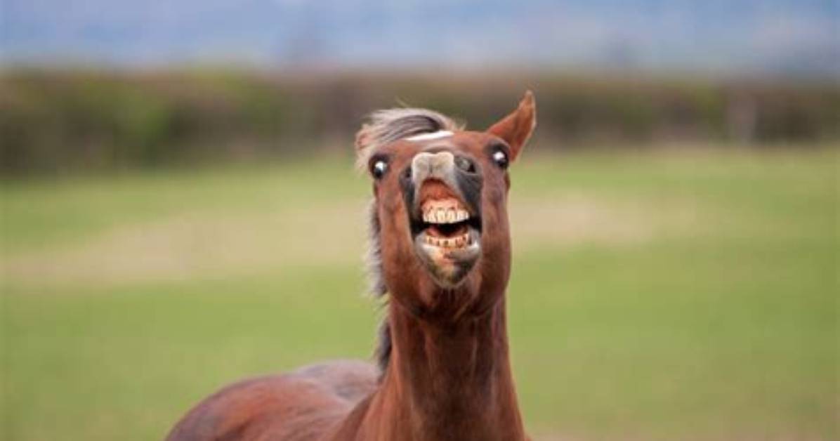 Why Do Horses Curl Their Lips?