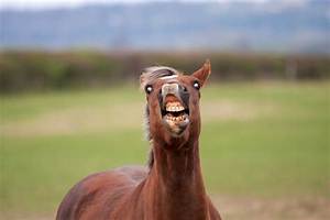 Why Do Horses Curl Their Lips?