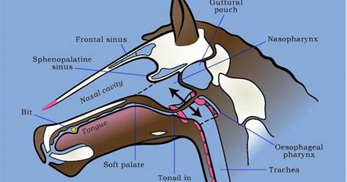 Why Do Horses Rub Their Lips on You?