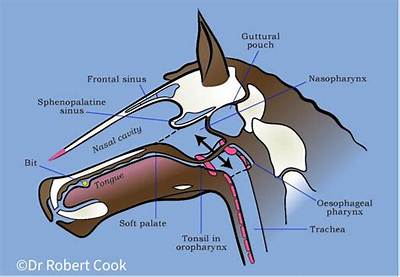 Why Do Horses Rub Their Lips on You?