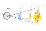 Why Do Lenses Magnify?