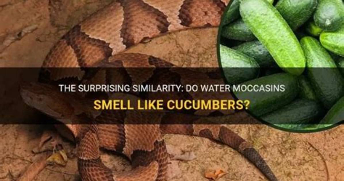 Why Do Moccasins Smell Bad?