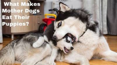Why Do Mom Dogs Eat Their Puppies?
