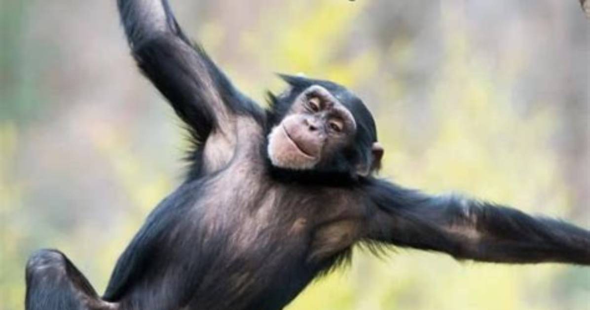 Why Do Monkeys Throw Poop?