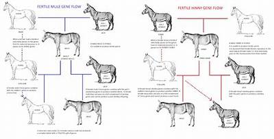 Why Do Mules Bolt?
