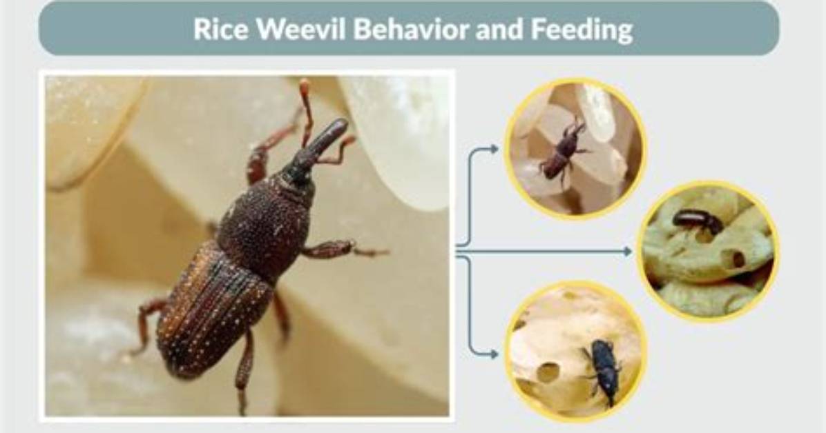 Why Do Rice Weevils Come in the House?