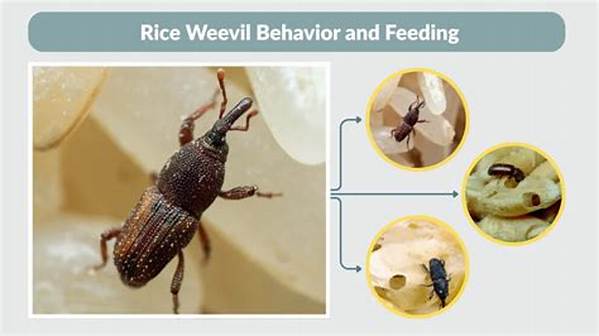 Why Do Rice Weevils Come in the House?