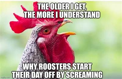 Why Do Roosters Scream?