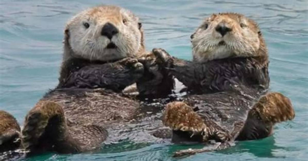 Why Do Sea Otters Hold Hands?