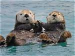Why Do Sea Otters Hold Hands?
