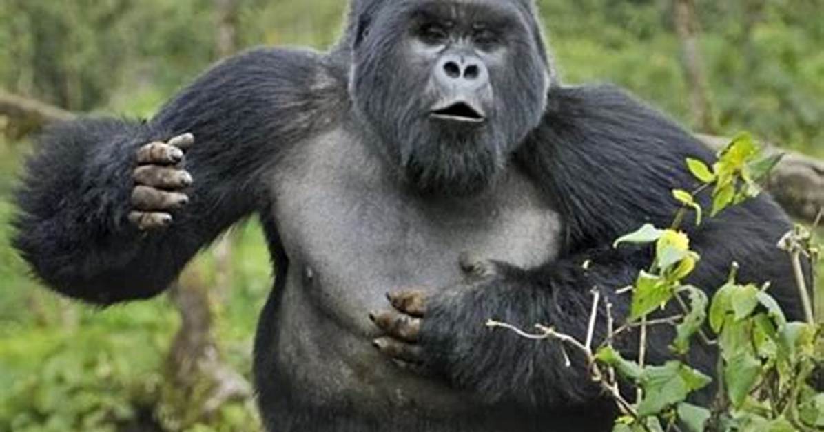 Why Do Silverbacks Beat Their Chest?