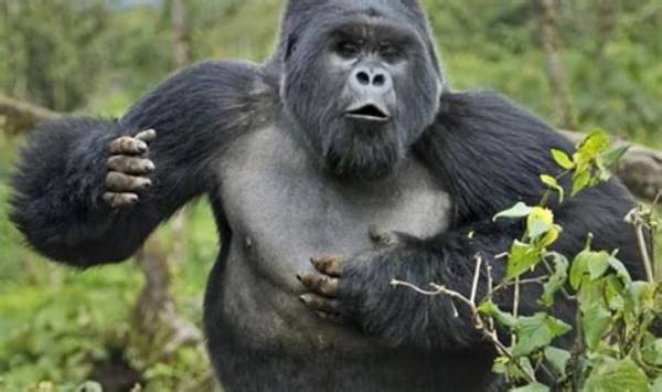 Why Do Silverbacks Beat Their Chest?