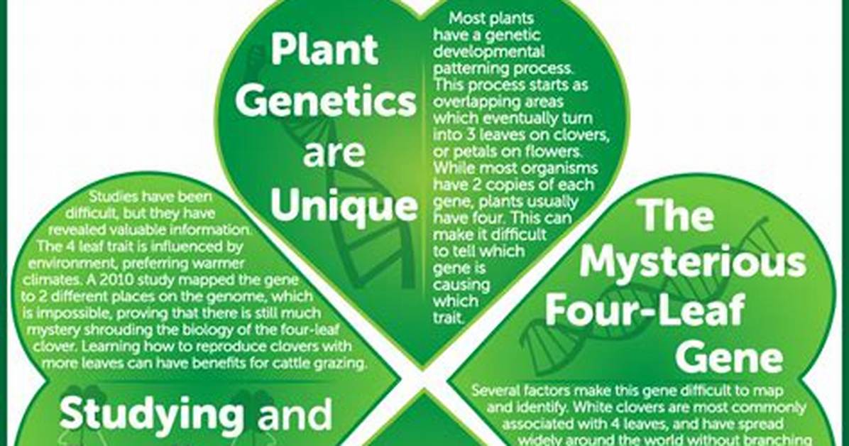 Why Do Some Clovers Have 4 Leaves?