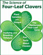 Why Do Some Clovers Have 4 Leaves?