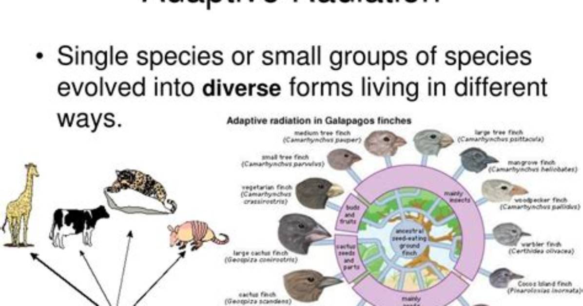Why Do Species Evolve During Adaptive Radiation?