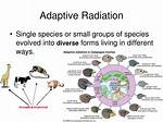 Why Do Species Evolve During Adaptive Radiation?