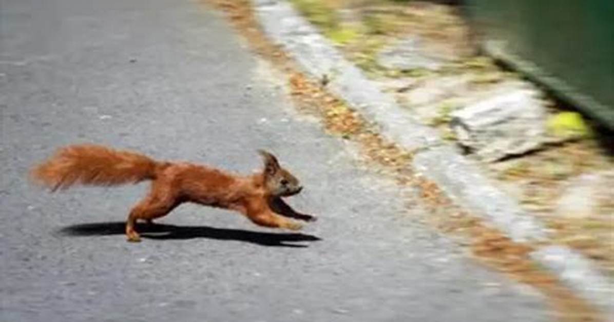 Why Do Squirrels Run in Front of Cars?