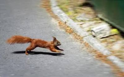 Why Do Squirrels Run in Front of Cars?