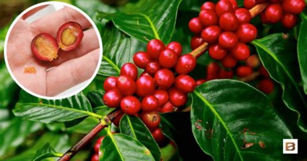 Why Do They Call Coffee a Bean?