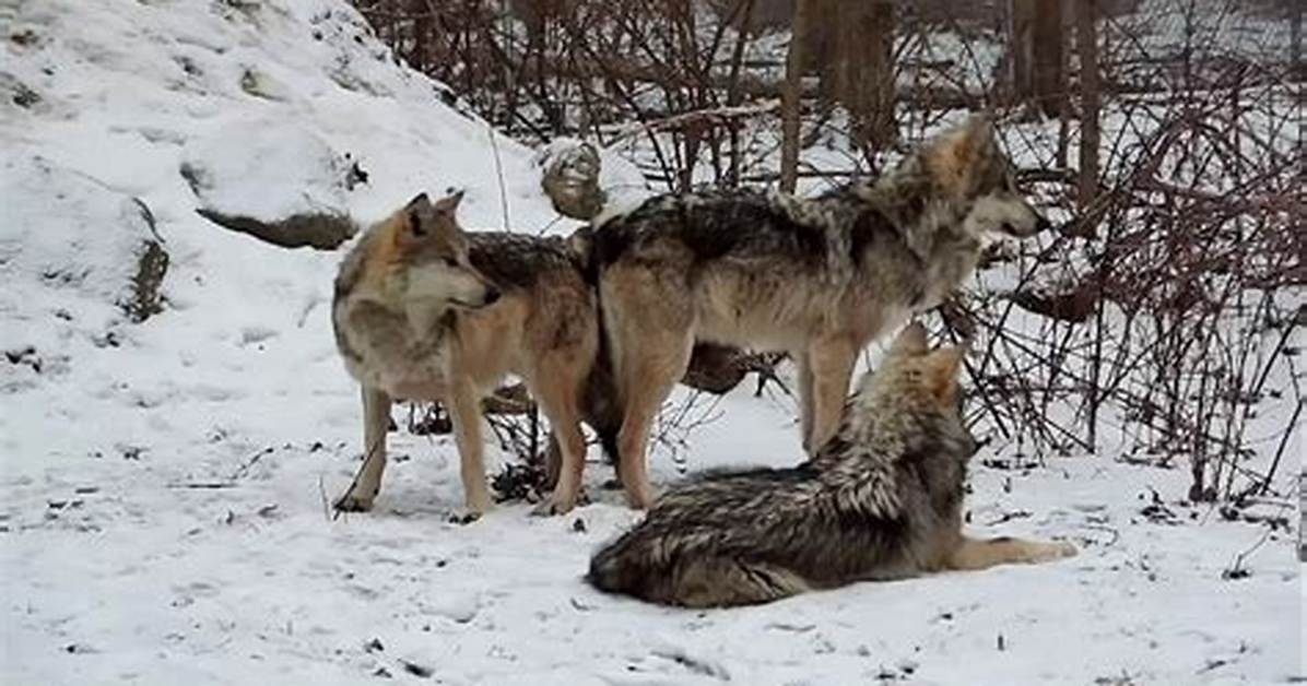 Why Do Wolves Locked Together When They Mate?