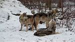 Why Do Wolves Locked Together When They Mate?