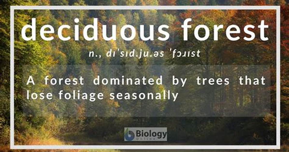 Why Does a Deciduous Forest Have a Variety of Habitats