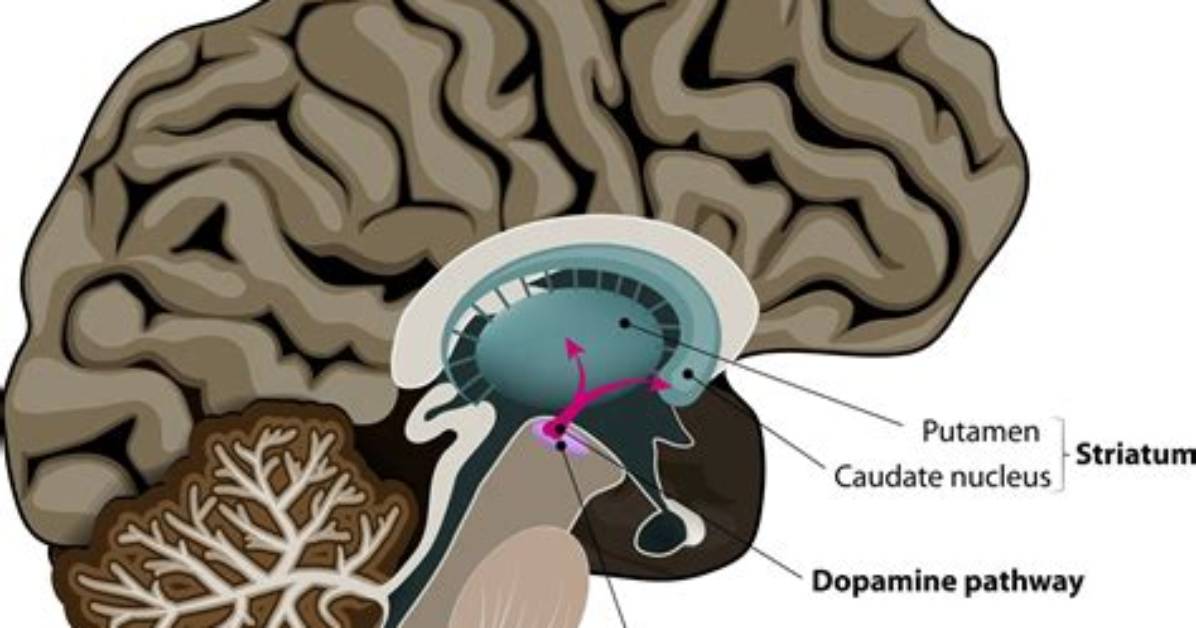 Why Does Chlorpromazine Causes Parkinson's Disease?