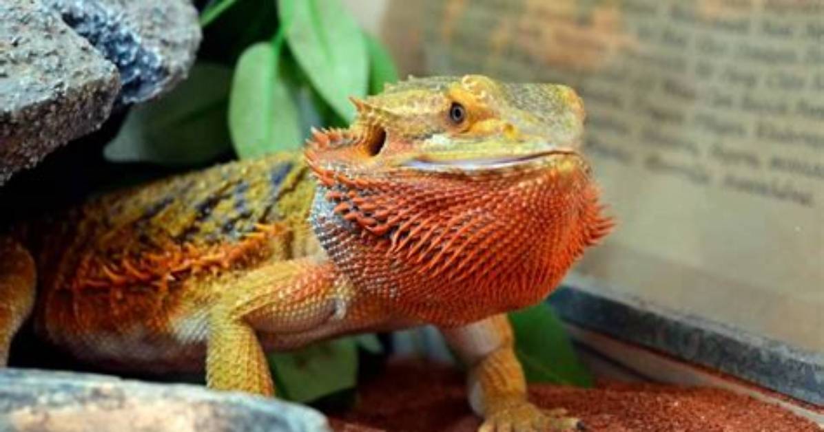 Why Does My Bearded Dragon Try to Climb the Walls?