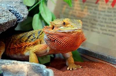 Why Does My Bearded Dragon Try to Climb the Walls?