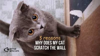 Why Does My Cat Shart?
