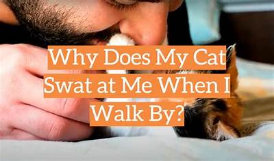 Why Does My Cat Swat at Me When I Walk Away?