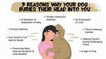 Why Does My Dog Bury His Head in Me?