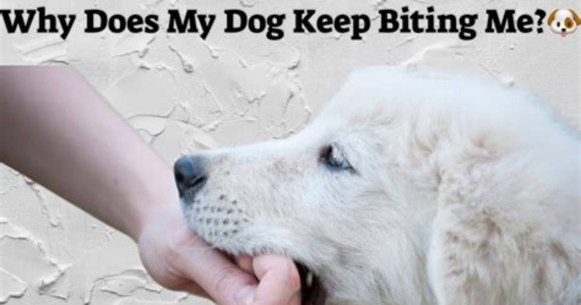 Why Does My Dog Keep Bothering Me?
